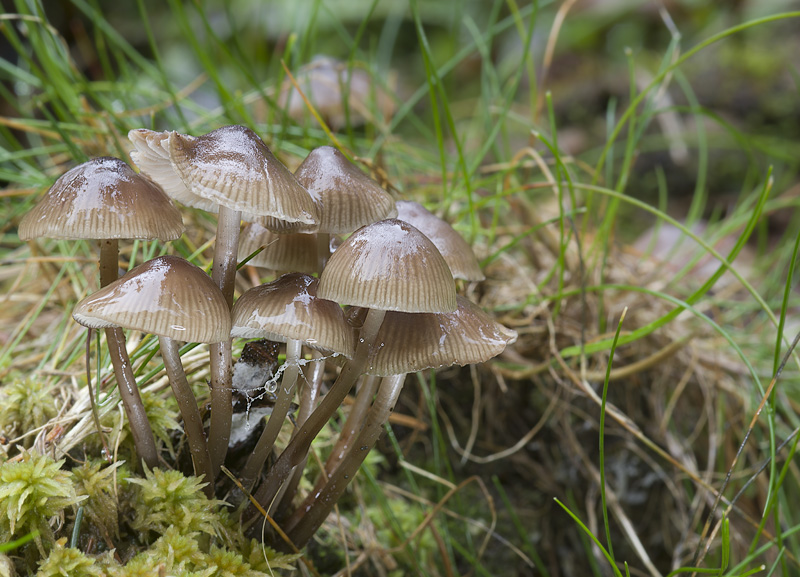 Mycena maculata